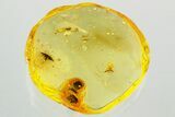 Detailed Fossil Parasitoid Wasp (Diapriidae) In Baltic Amber #372516-1